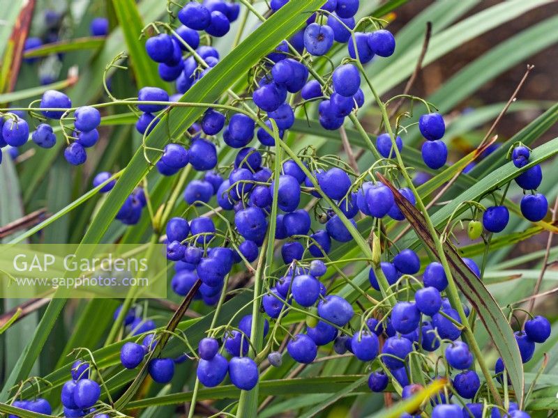 Dianella tasmanica Tasman flax-lily blue berries August 
