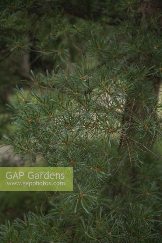 Pinus parviflora 'Glauca' five-needle pine
