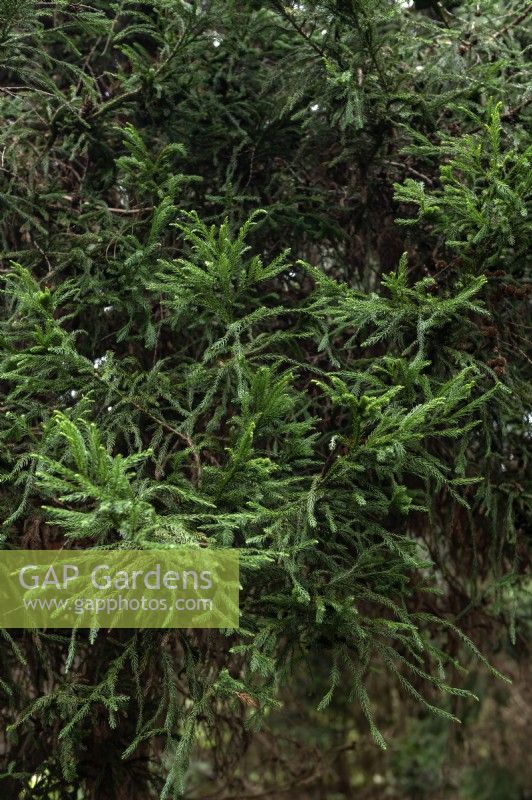 Cryptomeria japonica 'Crystata' Japanese redwood