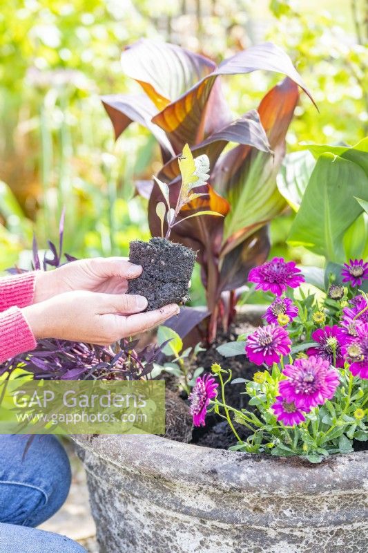 Woman planting Dahlia seedlings in large container