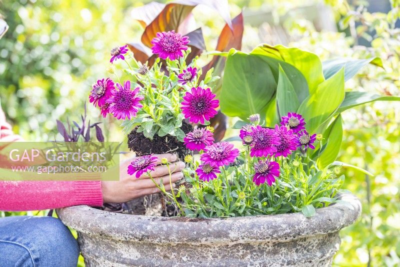 Woman planting osteospermums in large container