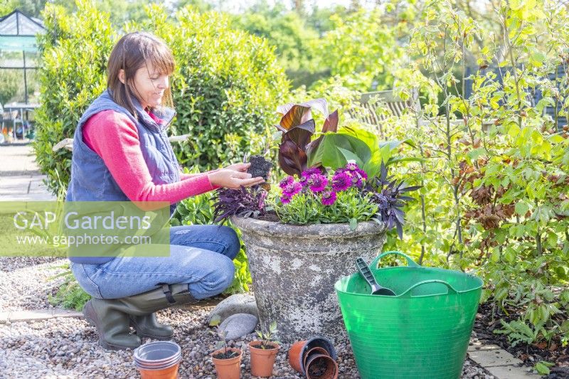 Woman planting Dahlia seedlings in large container