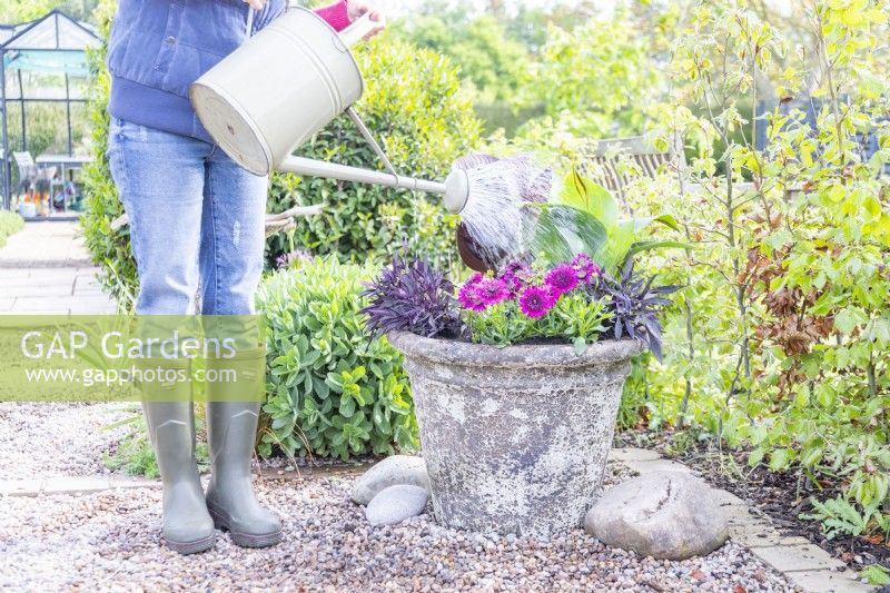 Woman watering the large tropical container