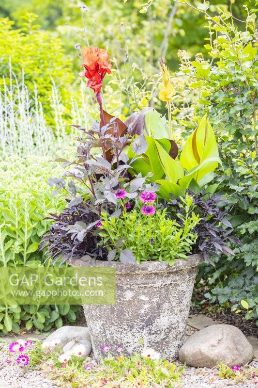 Large tropical container planted with Canna 'Red Velvet', Ipomoea 'Sweet Caroline' bronze and purple, Osteospermum 3D Purple, Zantedeschia, Canna 'Cleopatra', Dahlia 'Bishops Children'