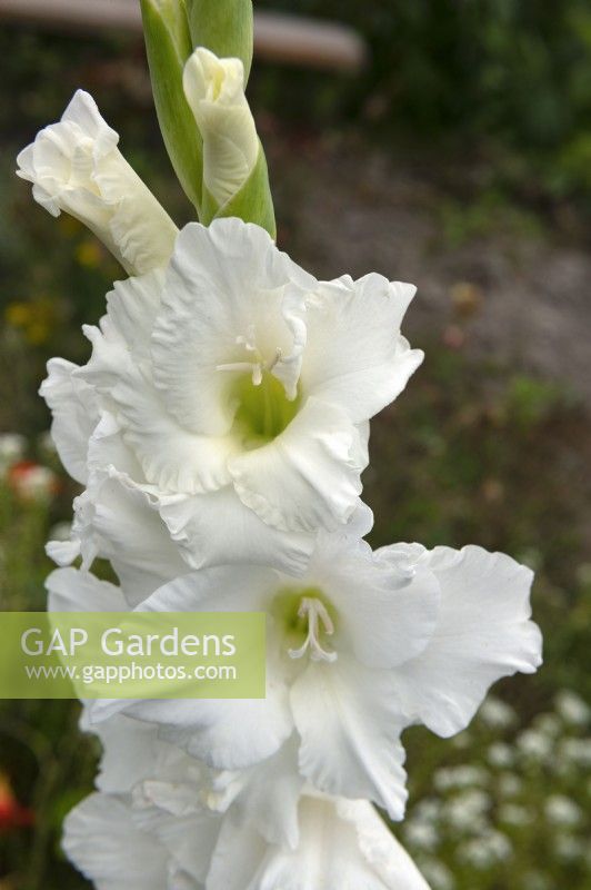 Gladiolus 'White prosperity' gladiola