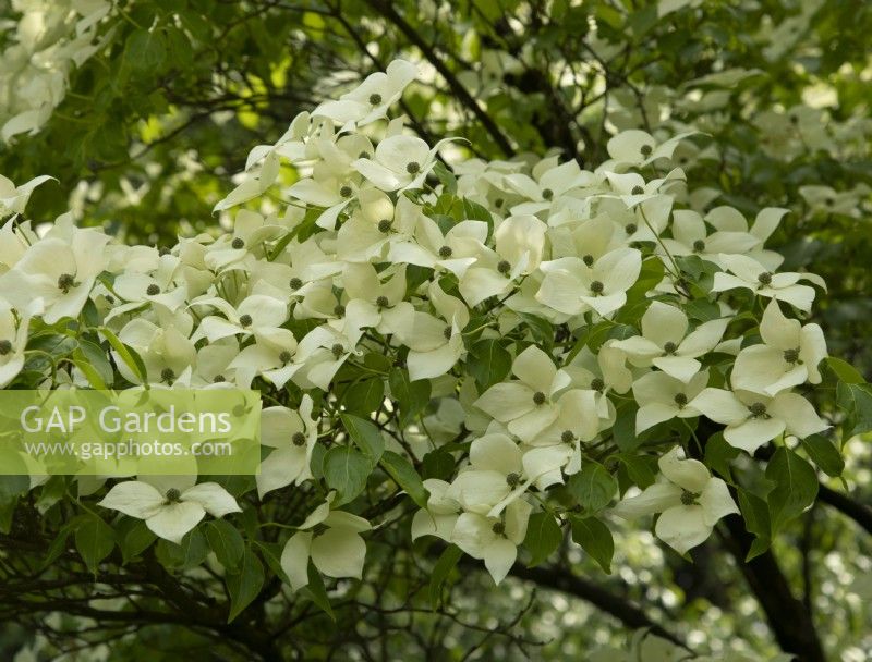 Cornus kousa 'Madame Butterfly' in the National Cornus Collection at Newby Hall Gardens