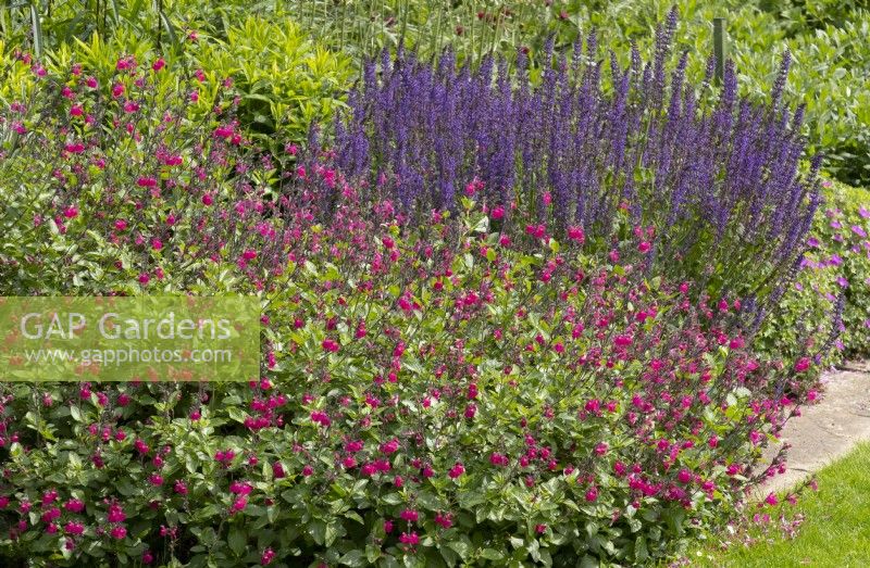 Salvia microphylla and Salvia nemerosa 'Caradonna' in the double borders at Newby Hall Gardens. 