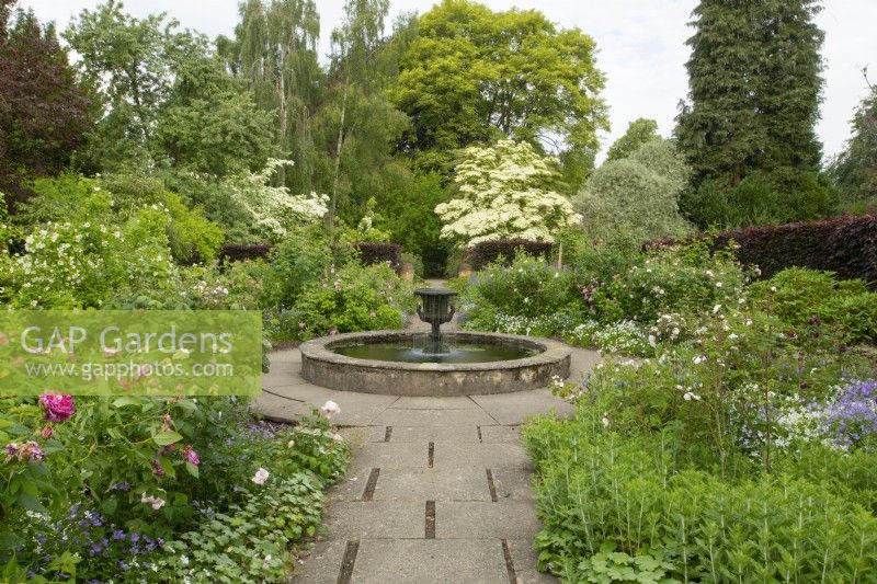 An urn shaped fountain and circular water feature, a centerpiece  of the rose garden and Cornus kousa 'Milky Way' at Newby Hall Gardens.