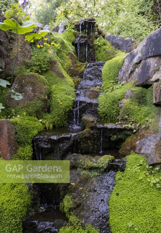 Rocks covered with Soleirolia soleirolii - Babys tears around a cascading waterfall in the  rock garden at Newby Hall Gardens