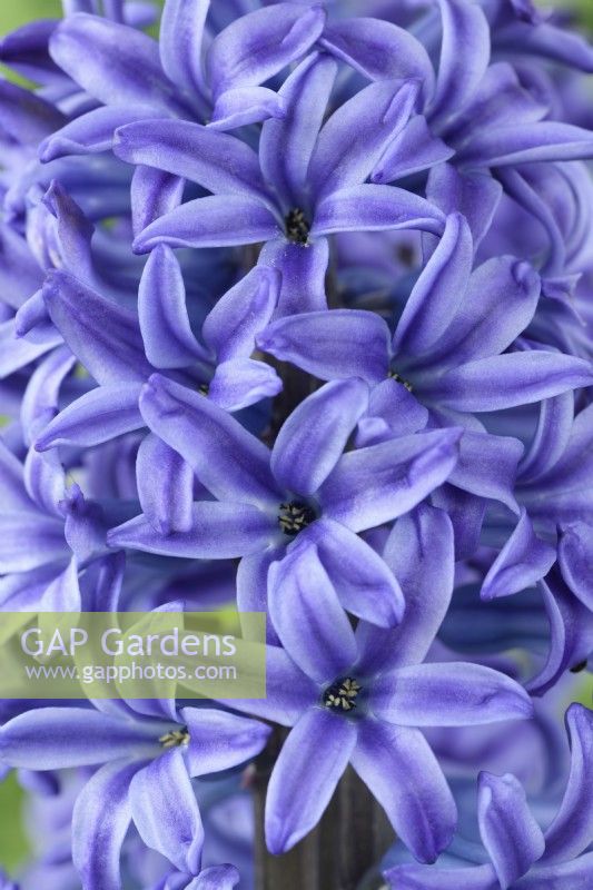 Hyacinthus orientalis  'Blue Jacket'  Hyacinth  April
