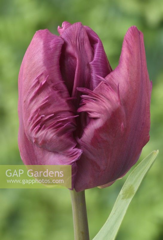 Tulipa  'Parrot Prince'  Tulip  Parrot Group  March

