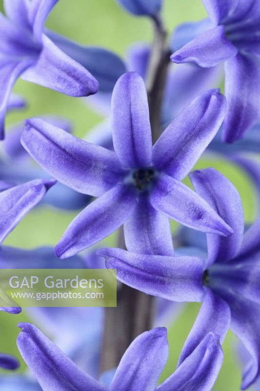 Hyacinthus orientalis  'Blue Jacket'  Hyacinth  March
