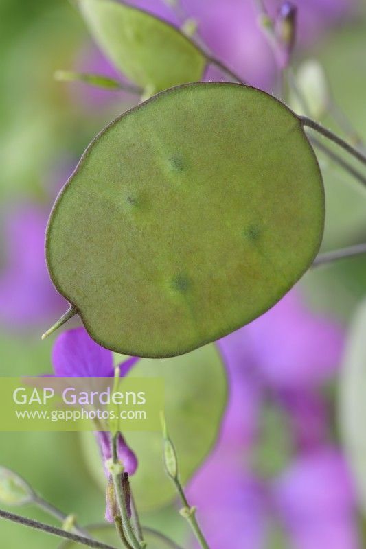 Lunaria annua  Honesty seed pods  May