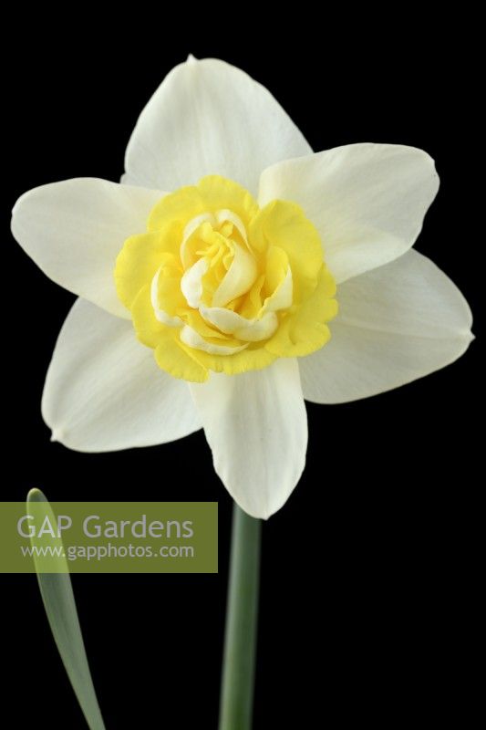 Narcissus  'Popeye'  Daffodil  Div 4  Double  April
