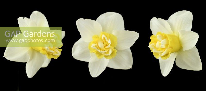 Narcissus  'Popeye'  Daffodil  Div 4  Double  Composite picture  April