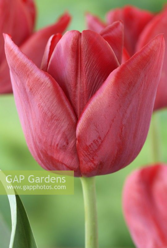 Tulipa  'Pallada'  Tulip  Triumph Group  April