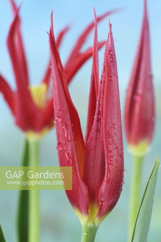 Tulipa  'Go Go Red'  Tulip  Lily-flowered Group  April

