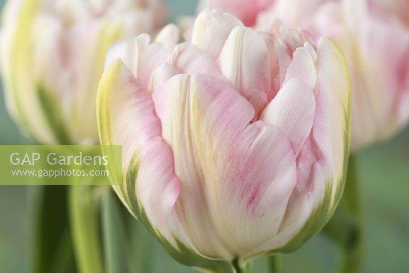 Tulipa  'Finola'  Tulip  Colour darkens with age  Double Late Group  April

