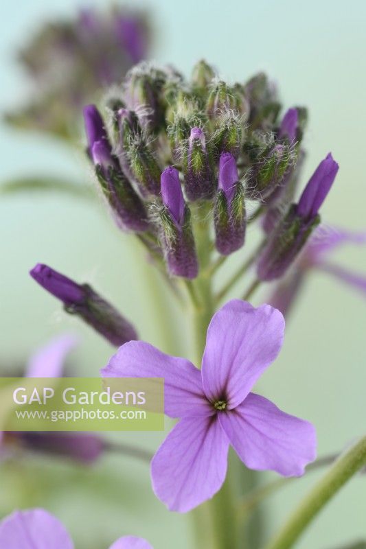 Hesperis matronalis  'Lilac'  Dame's violet  Sweet rocket  Flowers and buds  April