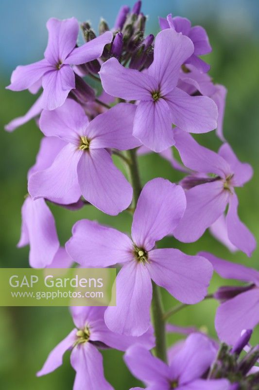 Hesperis matronalis  'Lilac'  Dame's violet  Sweet rocket  May
