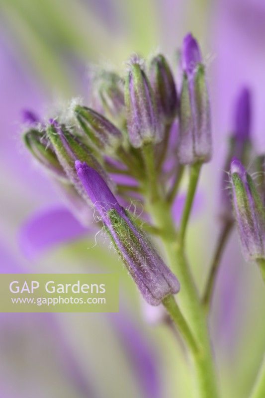 Hesperis matronalis  'Lilac'  Dame's violet  Sweet rocket  Flower buds  May
