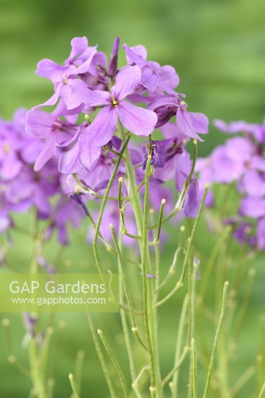 Hesperis matronalis  'Lilac'  Dame's violet  Sweet rocket  Seed pods form as flowers die  May