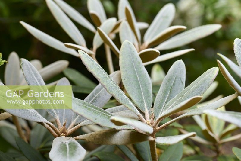 White indumentum on the foliage of Rhododendron 'Glendoick Silver'