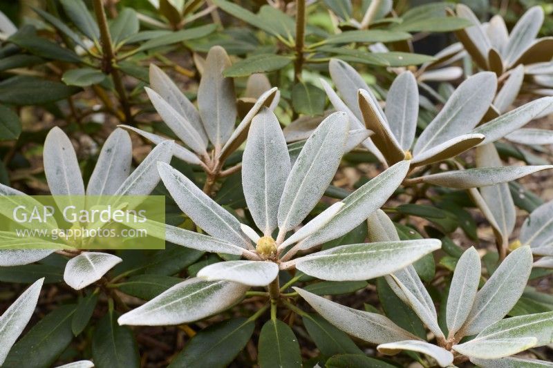 White indumentum on the foliage of Rhododendron 'Glendoick Silver'