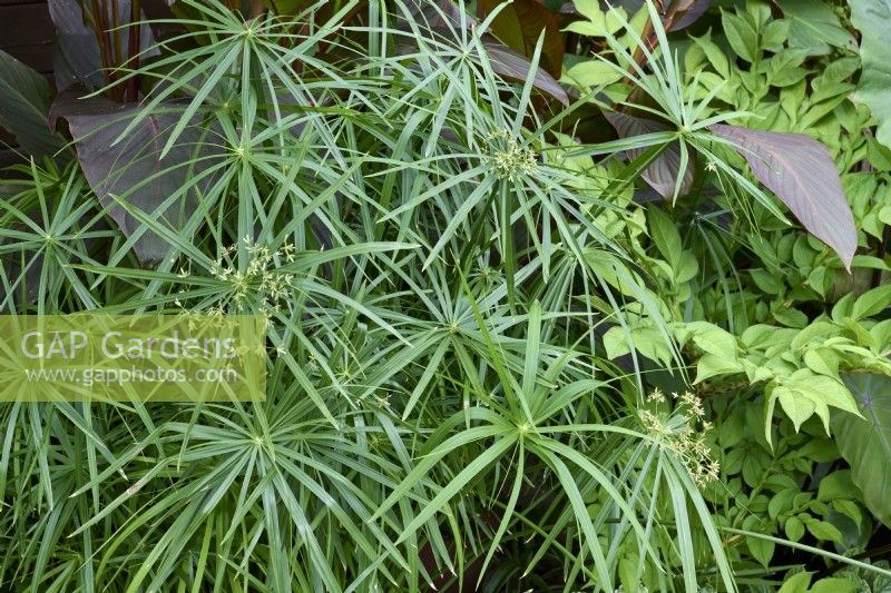 Cyperus involucratus - umbrella plant