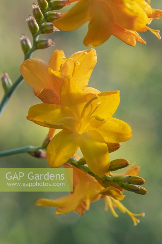 Crocosmia 'Walberton Yellow' flowering in Summer - August