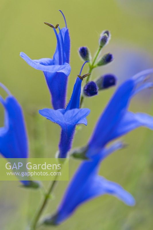 Salvia sagittata 'Blue Butterflies' flowering in Summer - August