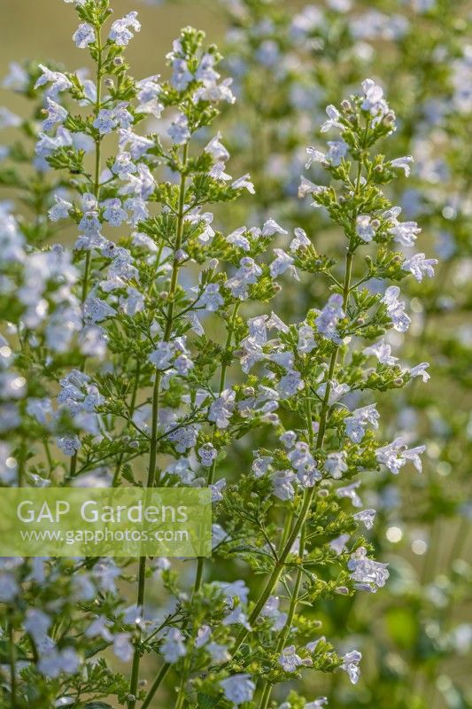 Calamintha subspecies nepeta 'Triumphator' flowering in Summer - August