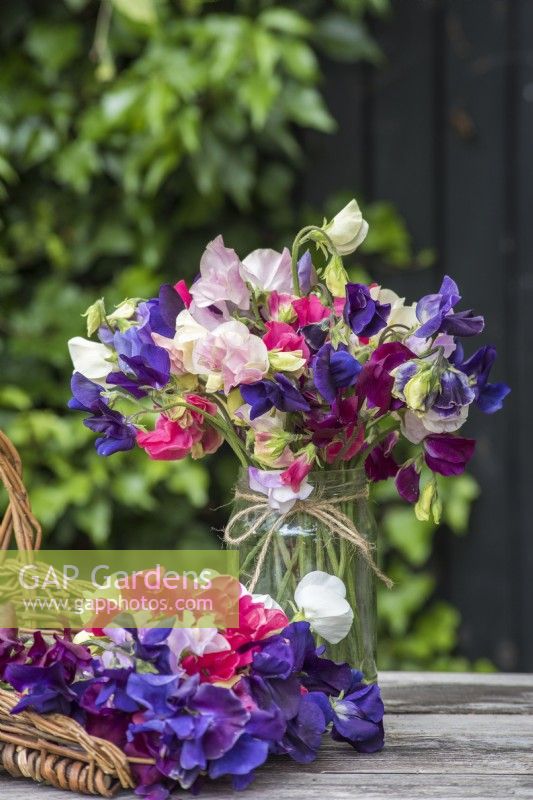 Bouquet of mixed Lathyrus odorata - Sweet peas displayed in glass jar and wicker trug