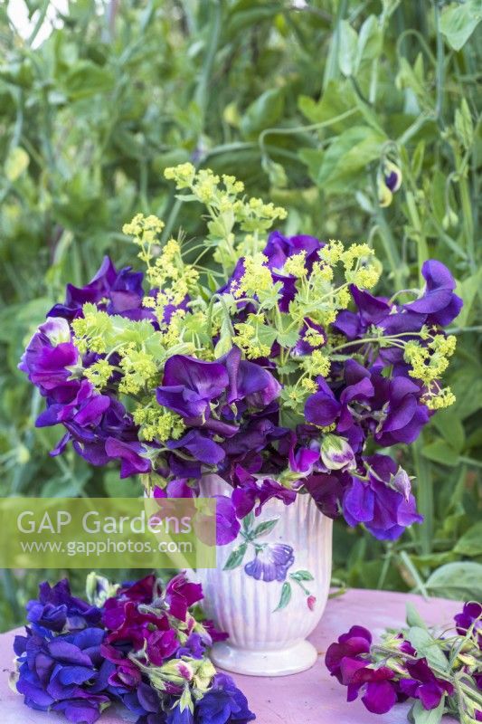 Bouquet of purple Lathyrus odorata - Sweet peas with Alchemilla mollis in vintage china jug