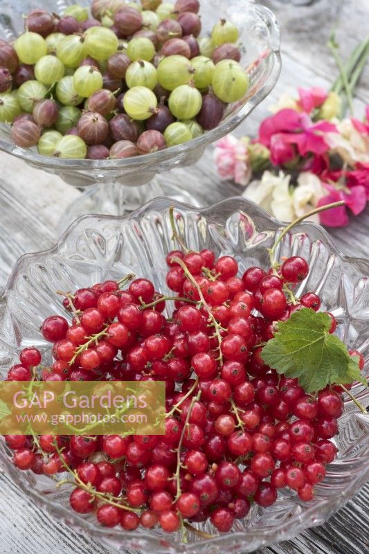 Rubus rubrum -Red currants in glass bowl on table with Gooseberries and Lathyrus odorata