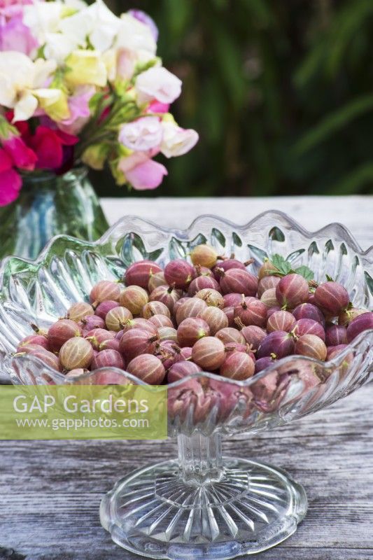 Red Ribes uva-crispa - Gooseberries in glass bowl