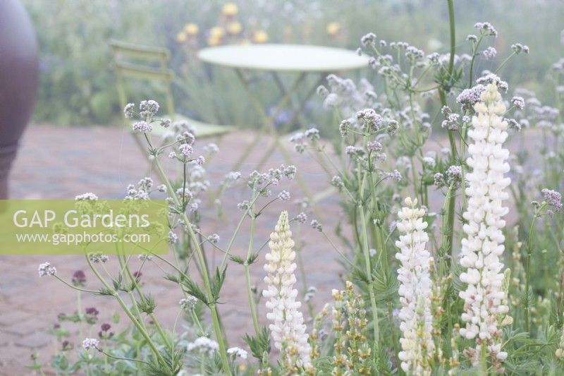 Misty view to a table and chair through planting combination of Lupins and Valeriana officinalis, 