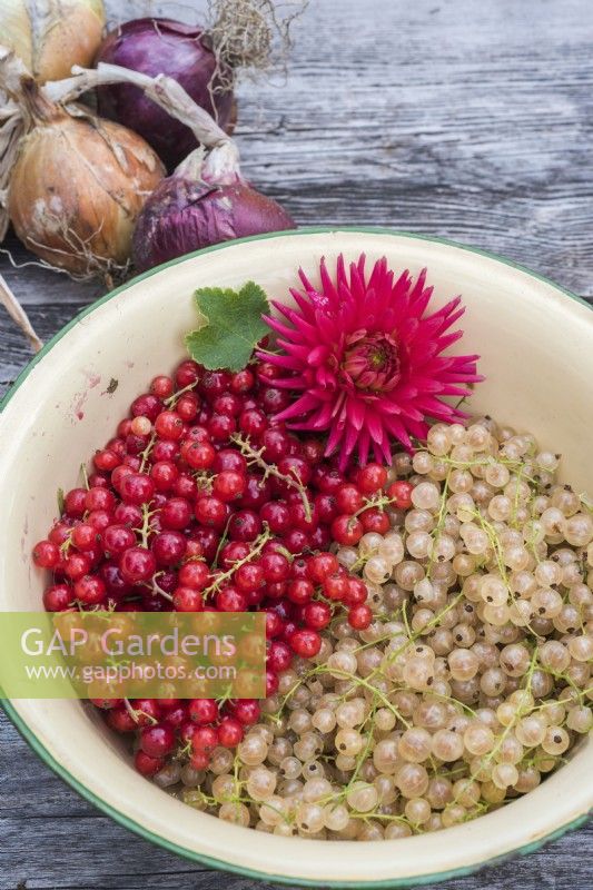 White and red currants  Rubus rubric  displayed in enamel bowl with red dahlia flower
