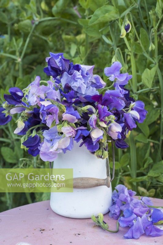 Mixed bouquet of  Lathyrus odorata - Sweet peas in blue shades in white enamel jug on table
