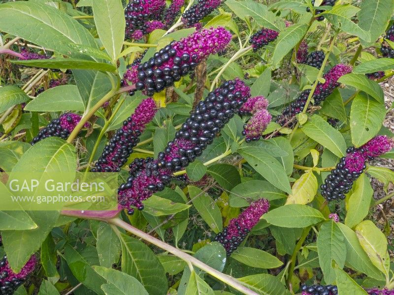 American Pokeweed Plant Phytolacca americana fruiting bodies