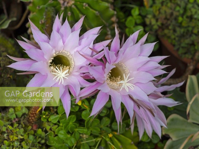 Echinopsis oxygona flowers - Easter-lily cactus