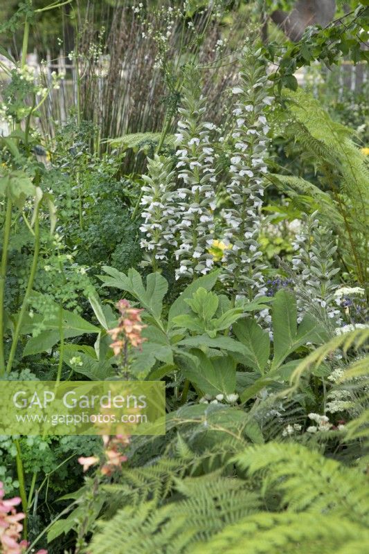 Acanthus in the Iconic Horticultural Hero Garden - Sarah Eberle at RHS Hampton Court Palace Garden Festival 2022