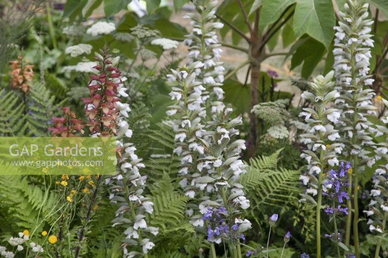 Acanthus and Digitalis x valinii 'Firebird' in the Iconic Horticultural Hero Garden - Sarah Eberle at RHS Hampton Court Palace Garden Festival 2022
