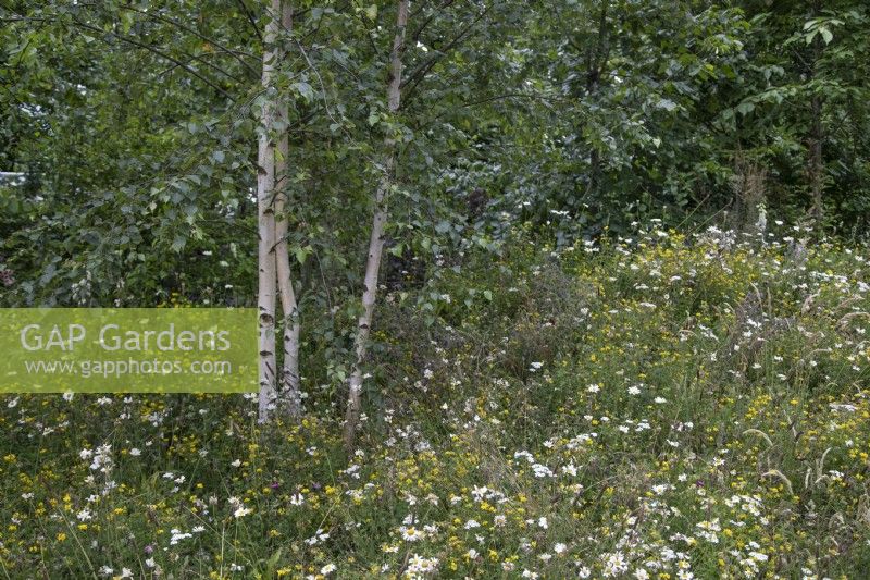 Wildflower meadow on the perimeter of the RHS Forest Bathing garden at the RHS Hampton Court Palace Garden Festival 2022