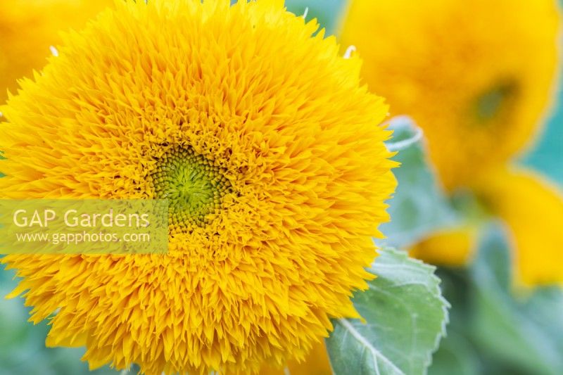 Helianthus 'Teddy Bear' Sunflowers