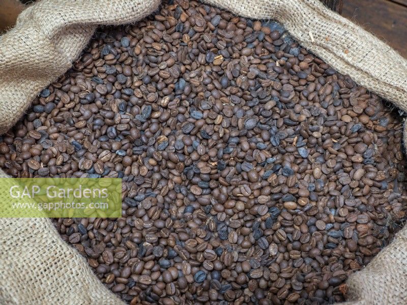 Coffee beans Coffea arabica  Costa Rica