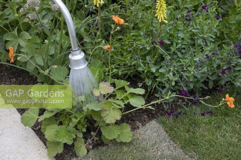 Watering a bed of perennials with a long handled hose attachment in A Journey, in Collaboration with Sue Ryder garden at RHS Hampton Court Palace Garden Festival 2022