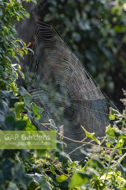 Araneus diadematus Orb-web Spiders' web in Autumn - September