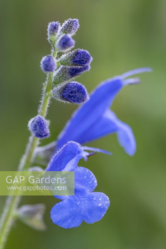 Salvia sagittata 'Blue Butterflies' flowering in Autumn - September