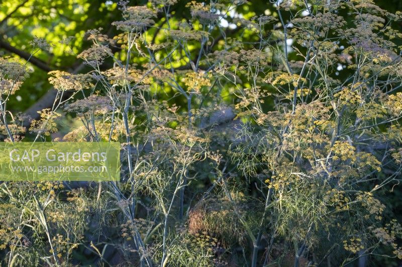 Foeniculum vulgare - Common fennel
